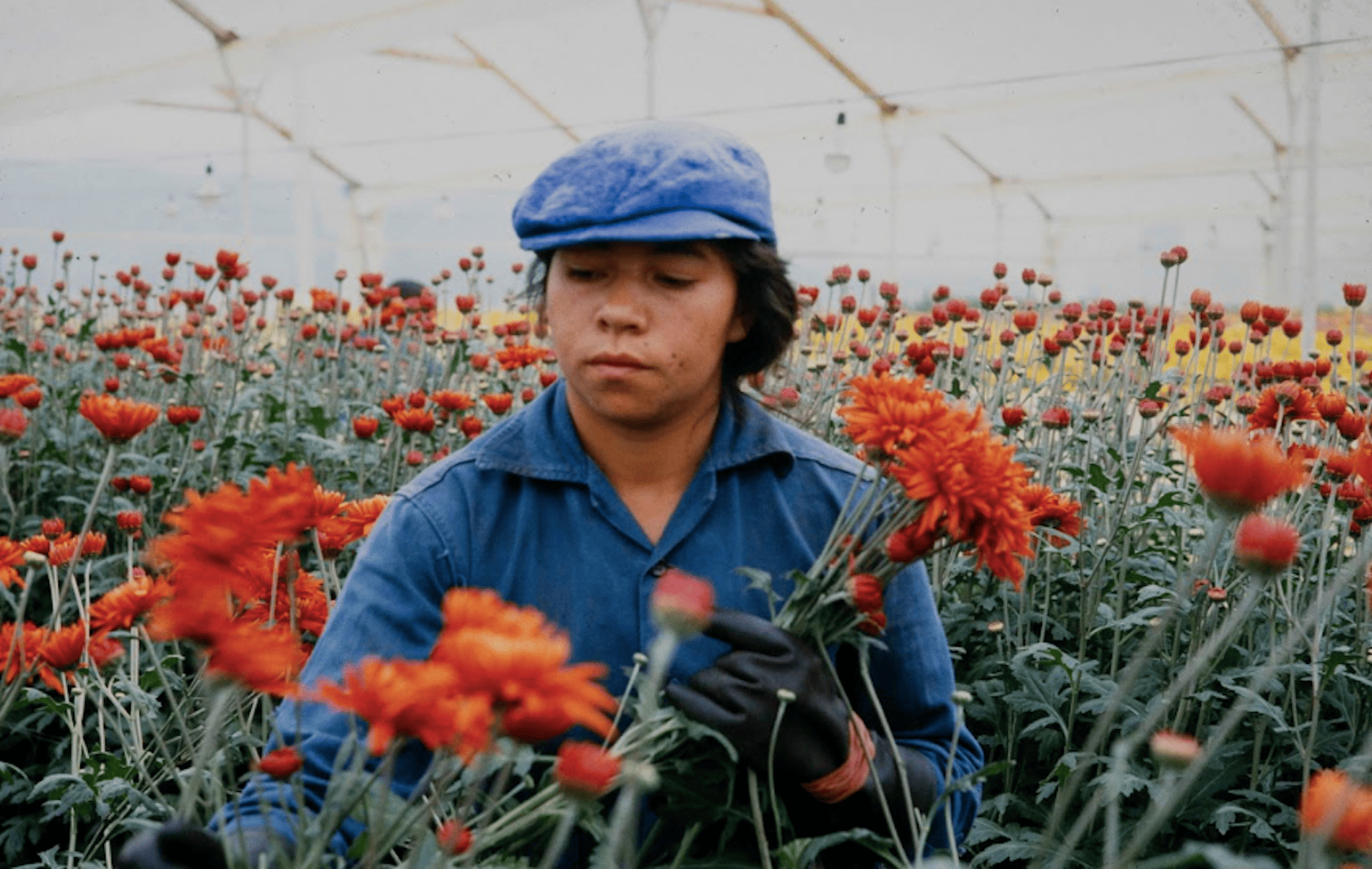 Amor, mujeres y flores
