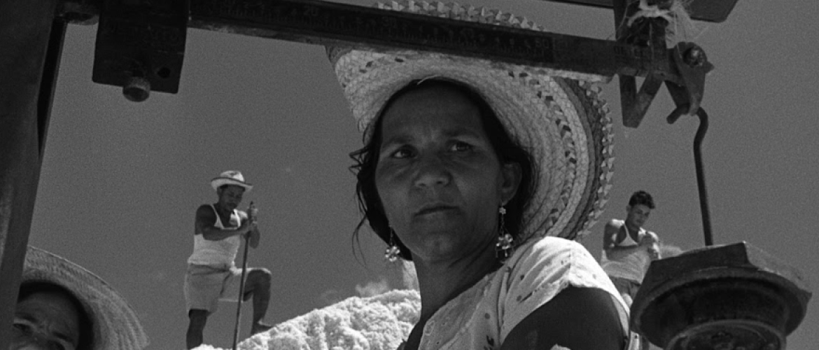 Película Araya