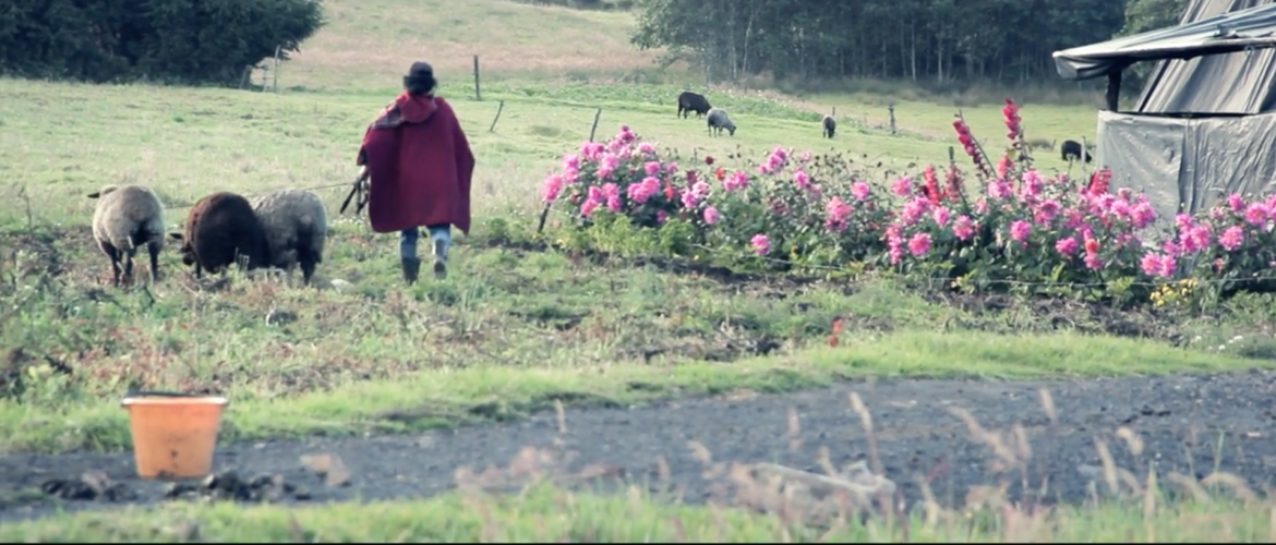 Paramo de Guerrero Cinemateca de Bogotá