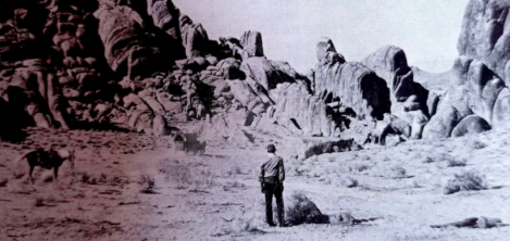 Vaquero en desierto 