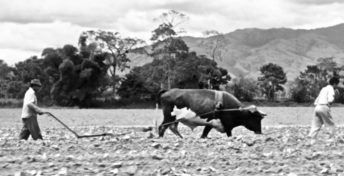 La paga (Dir. Ciro Durán, 1962) Colombia, Venezuela.