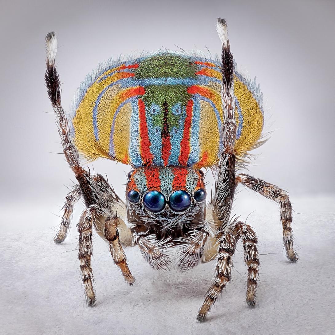 Araña